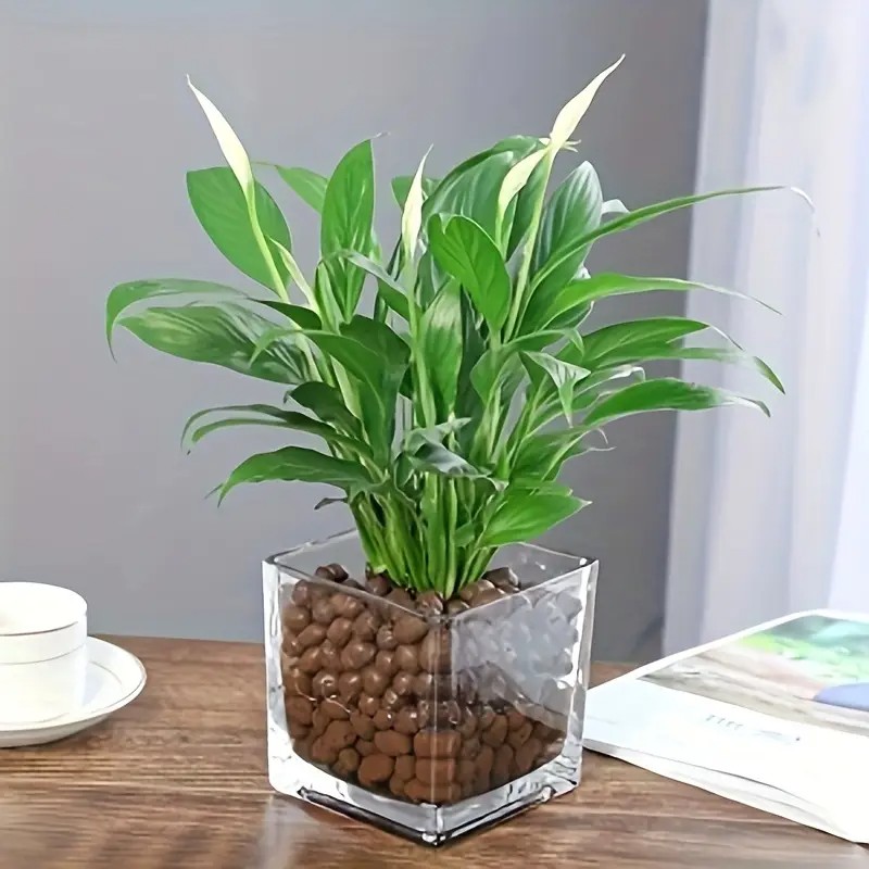 1lb seixos de argila hidropôni - Clay Pebble Growing avaliação e preço